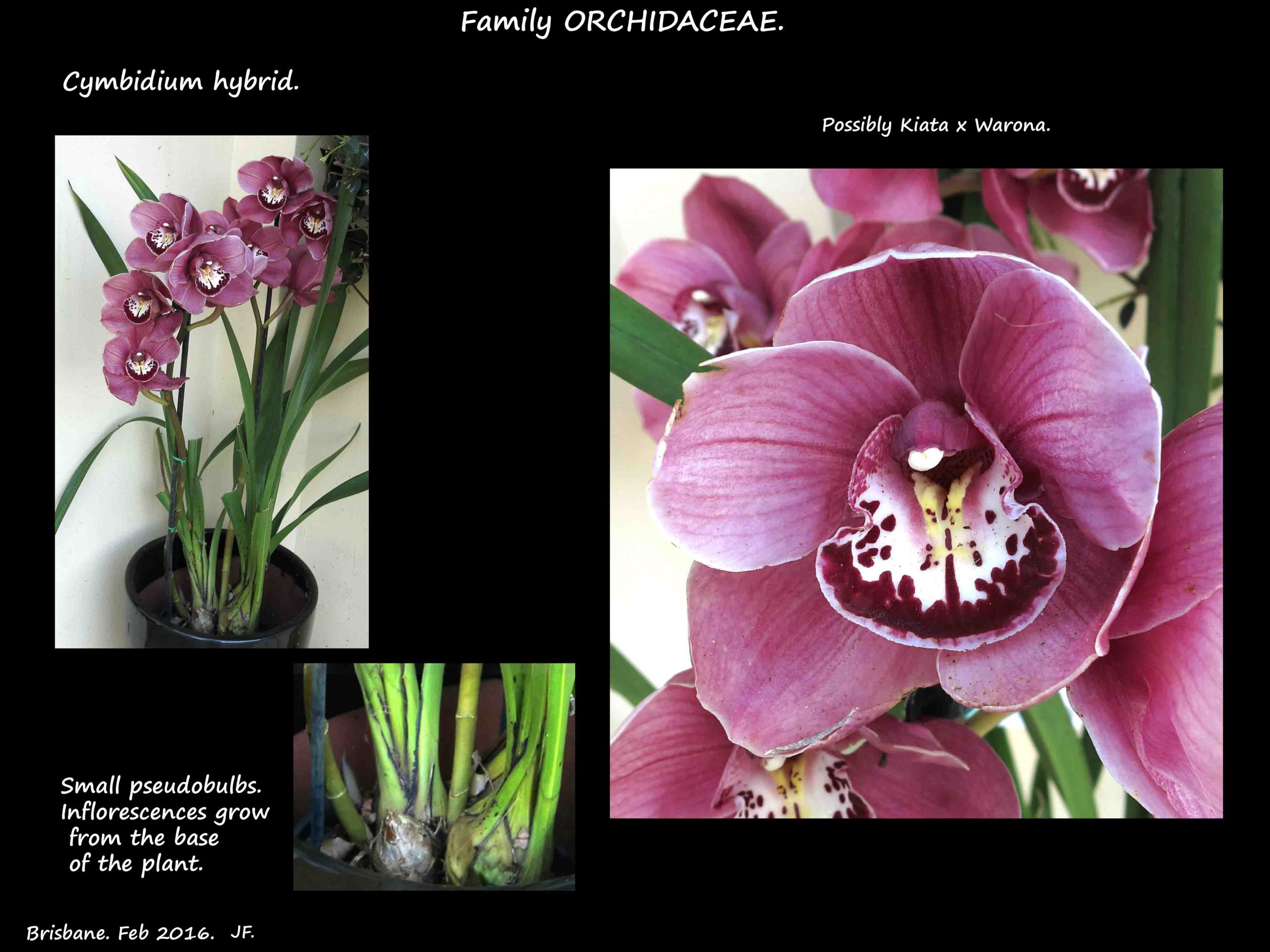 1 A purple Cymbidium hybrid